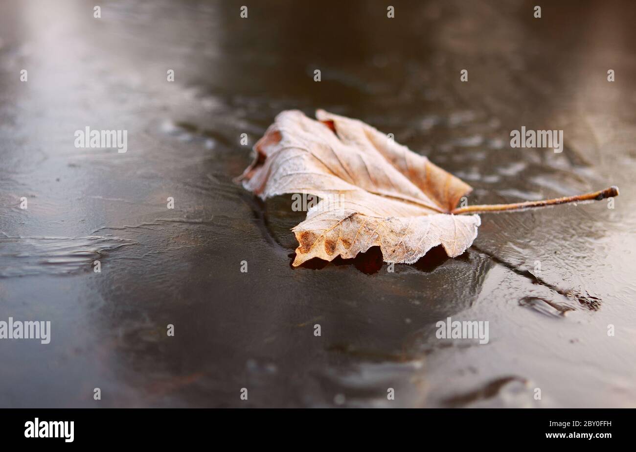 One dry leaf hi-res stock photography and images - Alamy