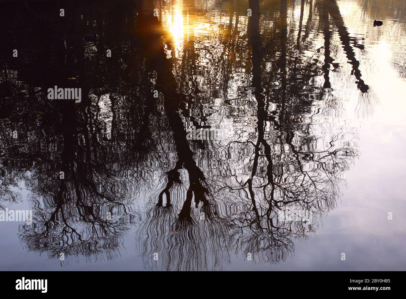 reflections of the trees on water Stock Photo - Alamy