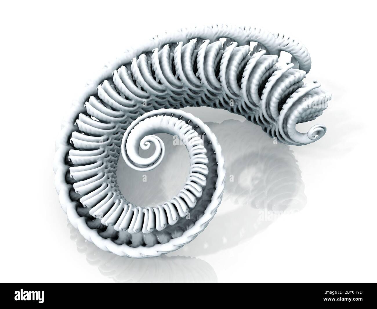 spiral of mollusc Stock Photo