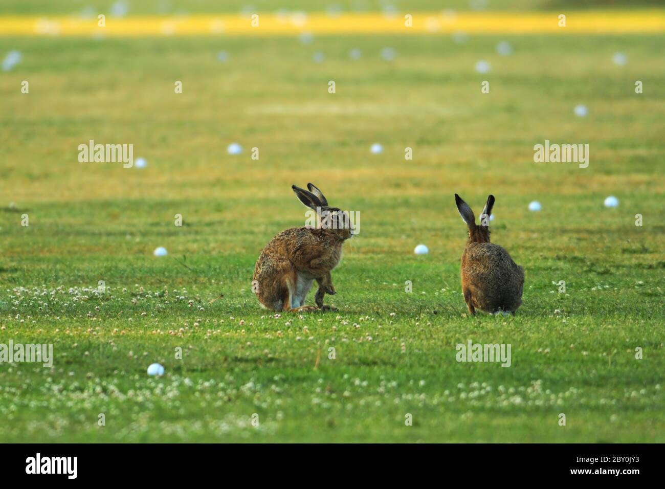 Rabbits on golf course Stock Photo Alamy