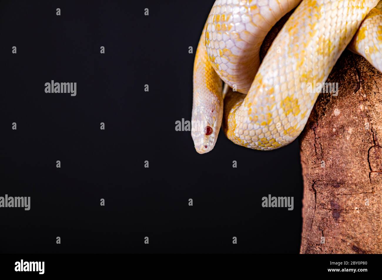 Beautiful hybrid snake, crossing of two species, corn snake and rat ...