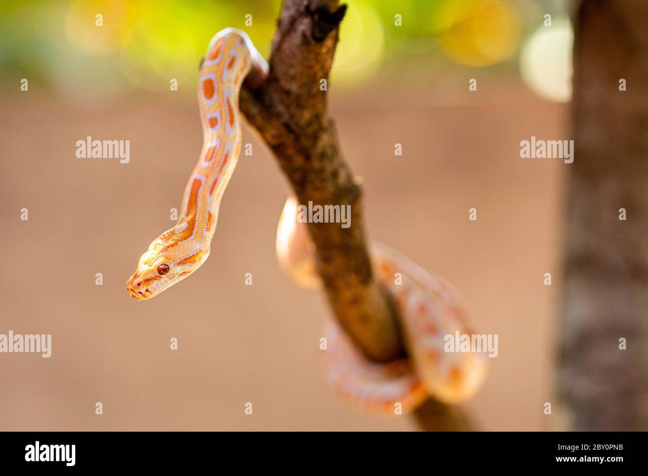 Beautiful Python molurus albina on tree branch. Stock Photo
