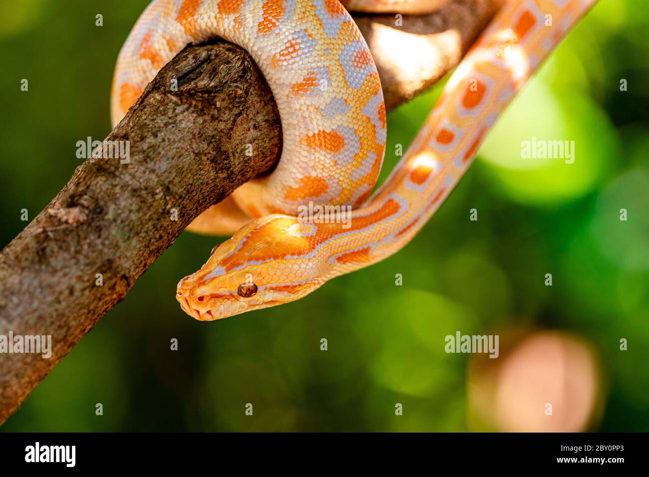 Beautiful Python molurus albina on tree branch. Stock Photo