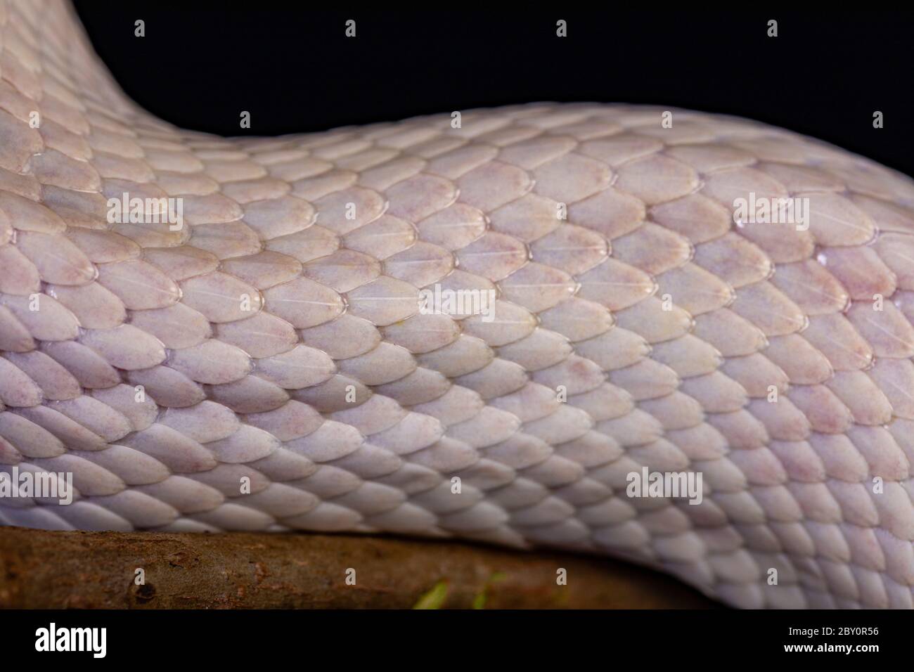 White snake skin, texture, background. Stock Photo