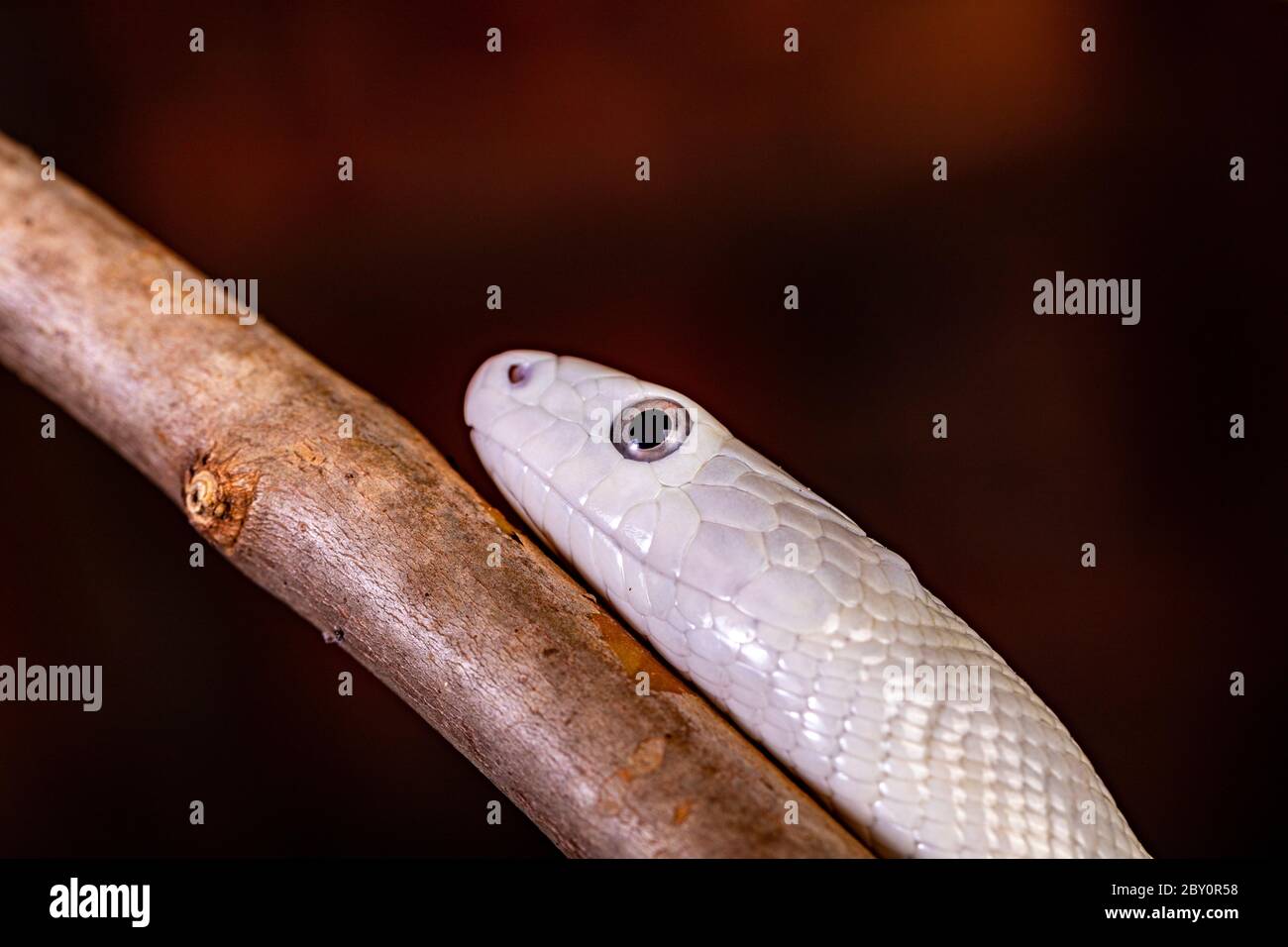 The Texas rat snake (Elaphe obsoleta lindheimeri ) is a subspecies of rat snake, a nonvenomous colubrid found in the United States, primarily within t Stock Photo