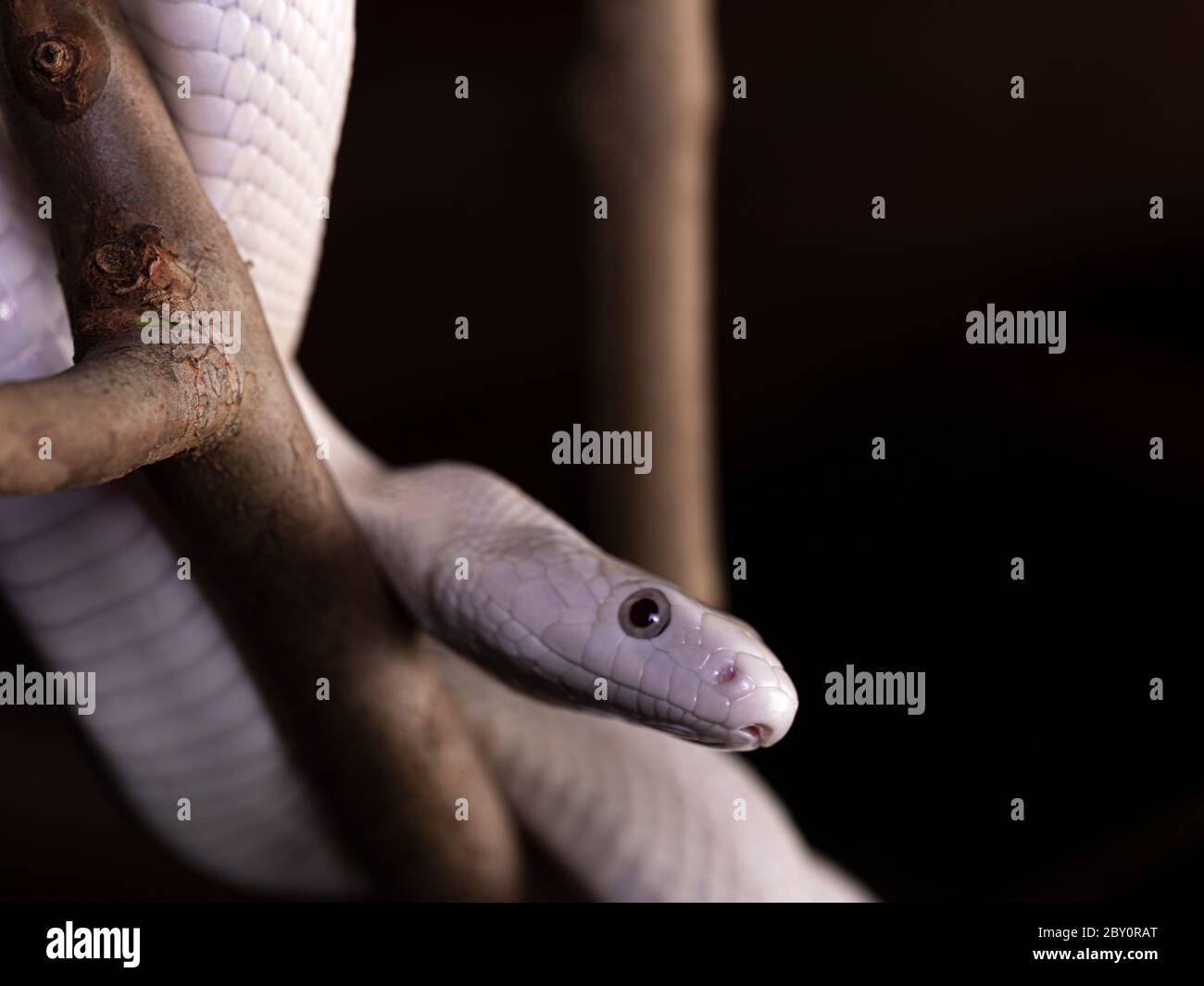 Albino black rat snake hi-res stock photography and images - Alamy