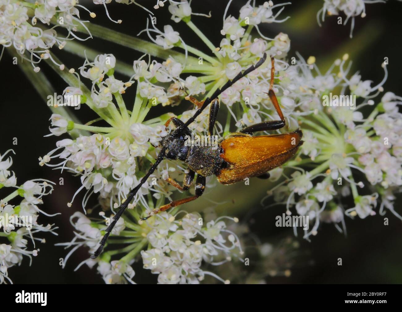 Red Longhorn Beetle Stock Photo