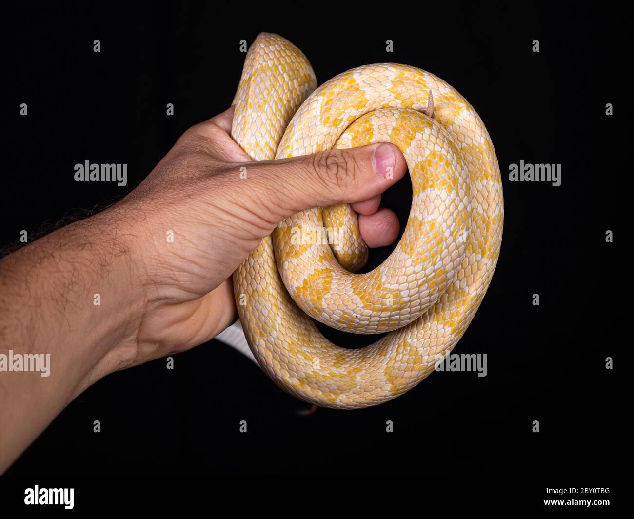 Beautiful hybrid snake, crossing of two species, corn snake and rat