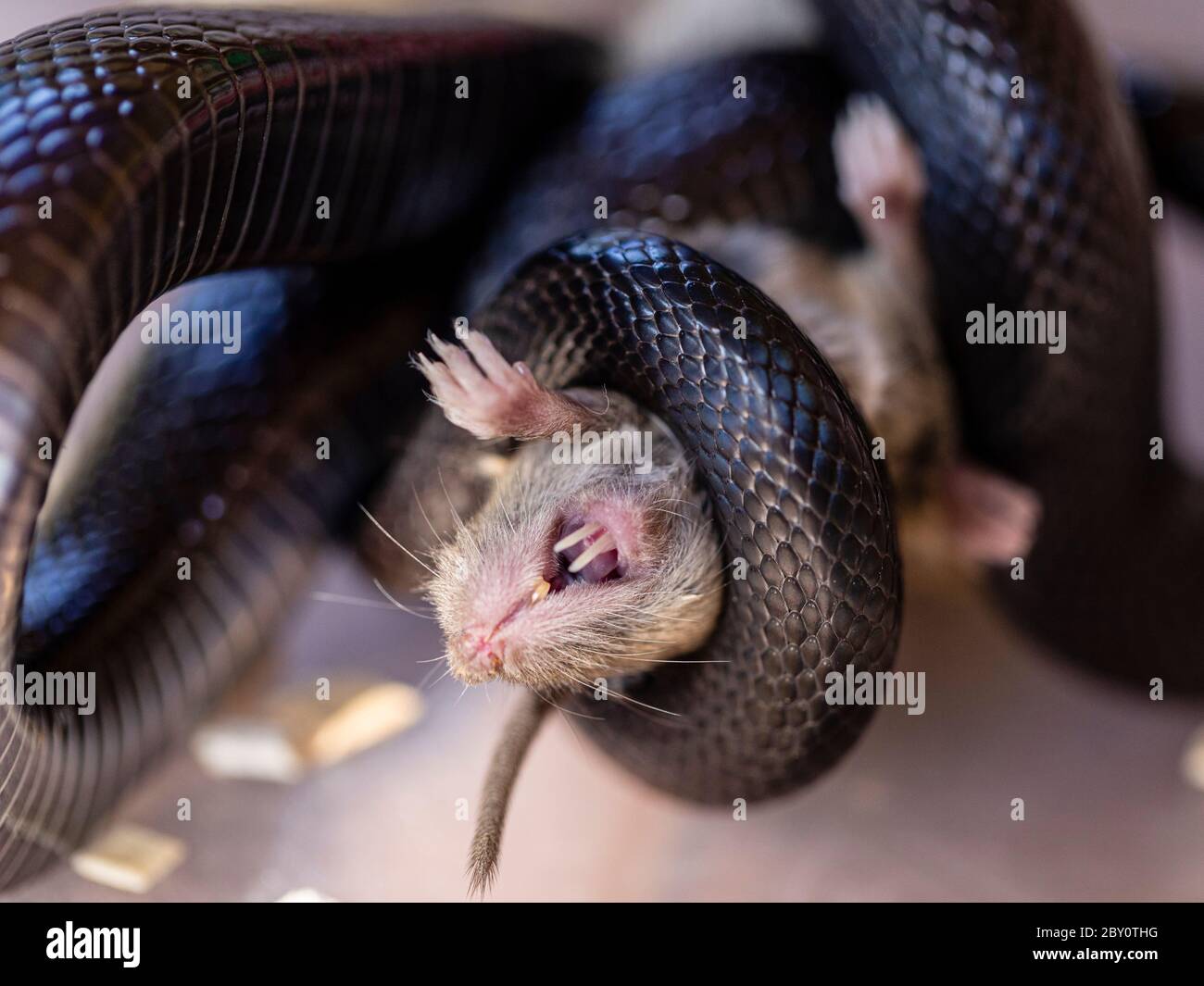 A Rat King High Resolution Stock Photography and Images Alamy
