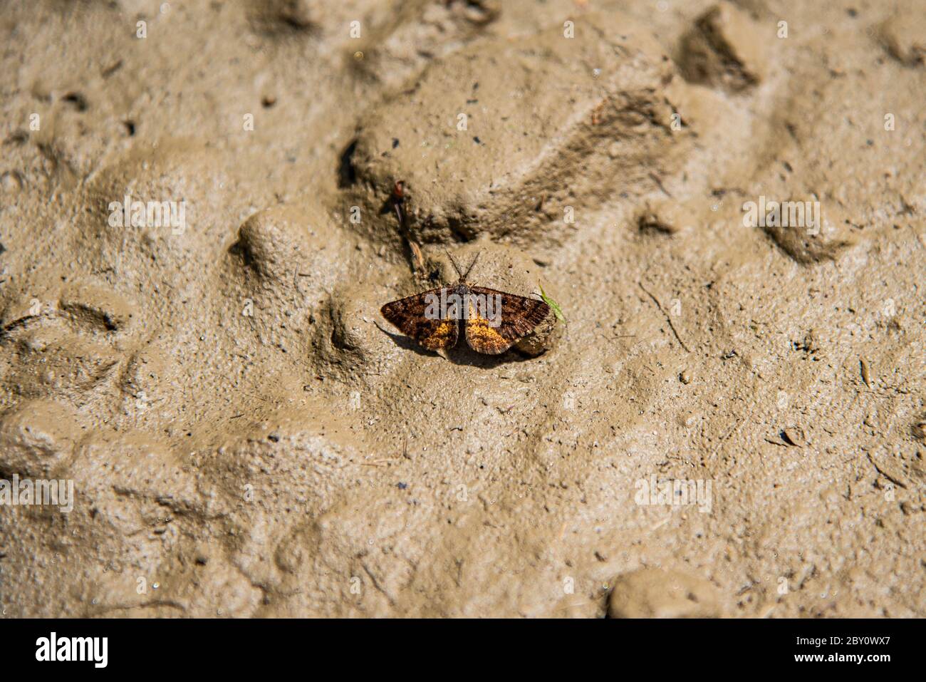 Cranberry Spanworm Moth rests on a lump of mud. Stock Photo