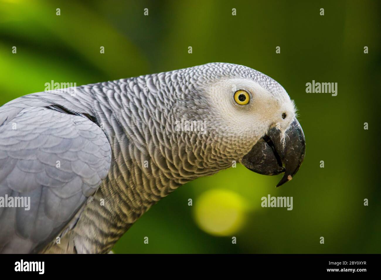 African grey parrot(Psittacus erithacus) closeup   The grey parrot is a medium-sized, predominantly grey, black-billed parrot. Stock Photo