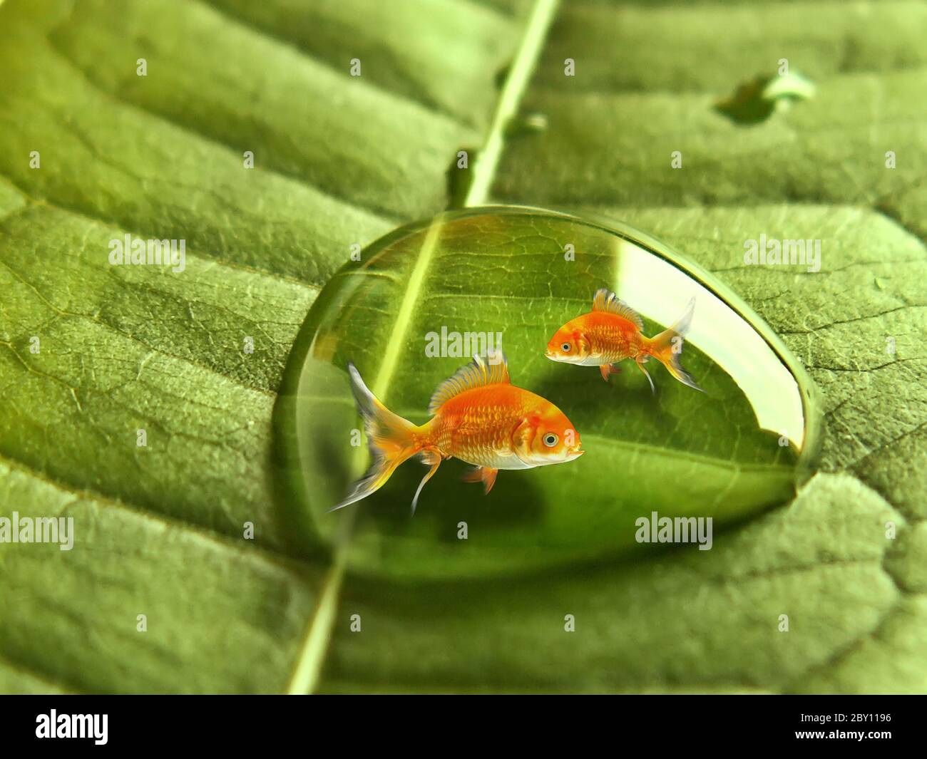 Drop Like Fish Gold fish in drop hi-res stock photography and images - Alamy