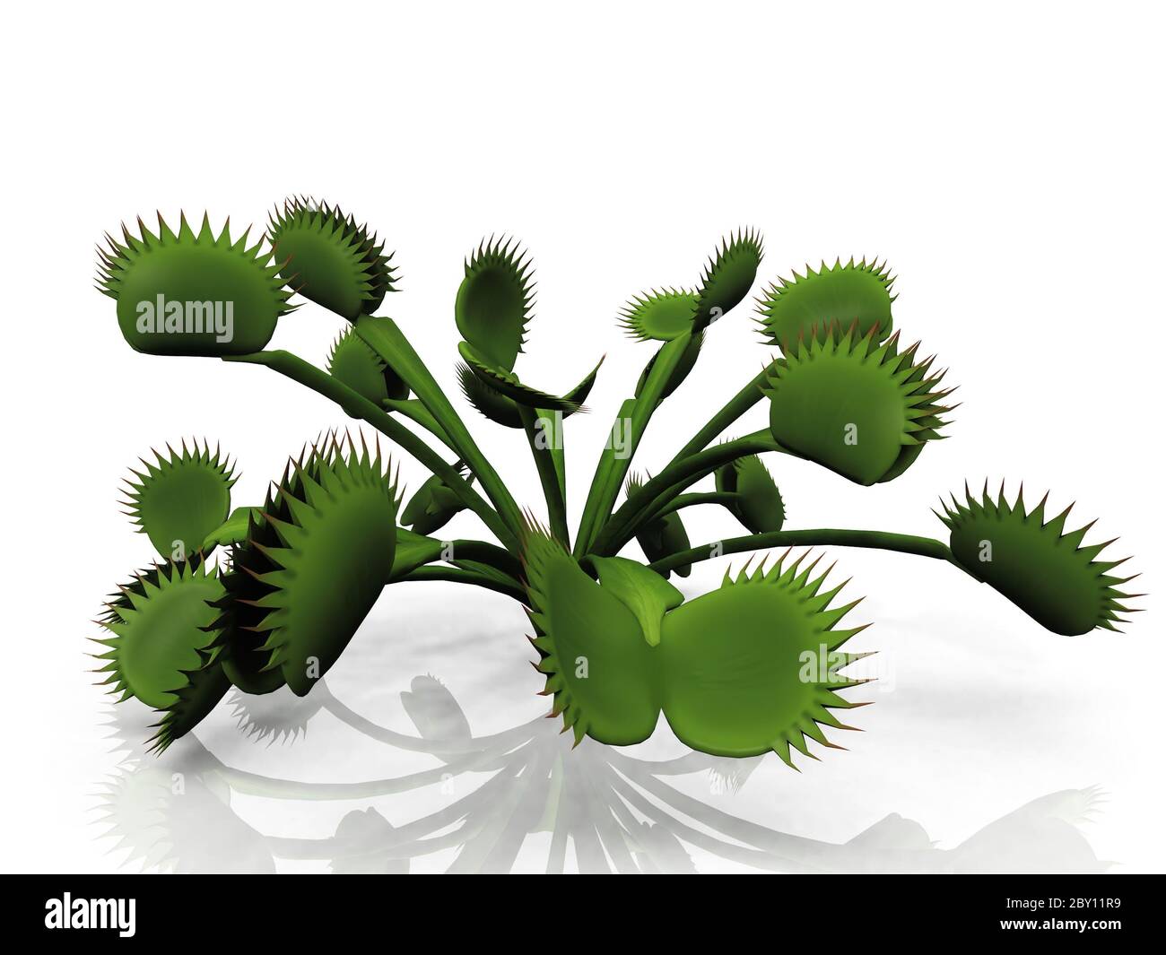 Venus flytrap on a a white background Stock Photo