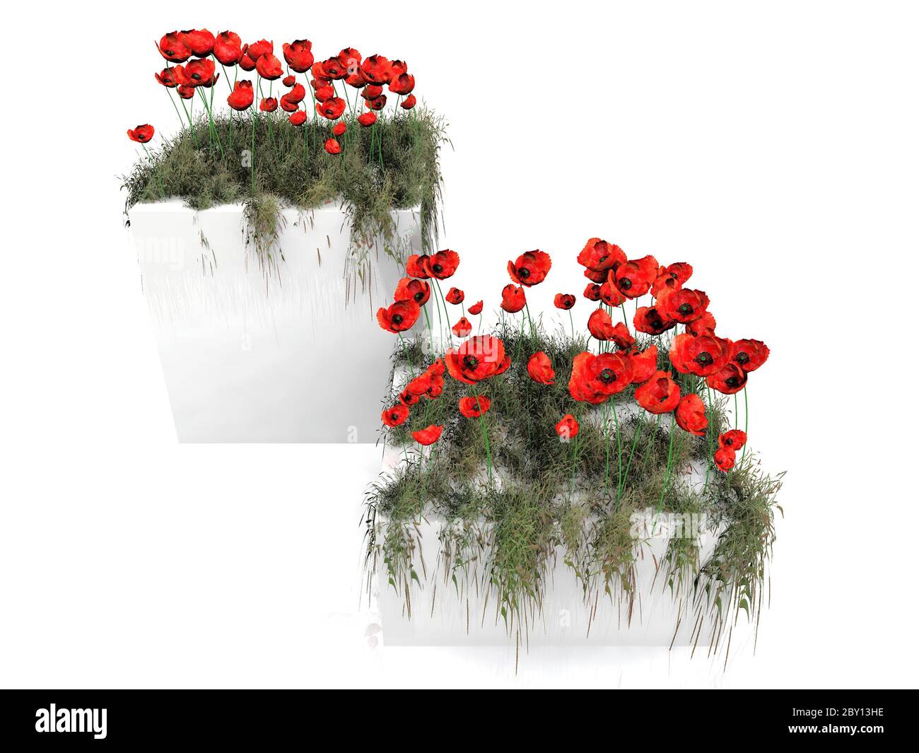Poppies white background hi-res stock photography and images - Alamy