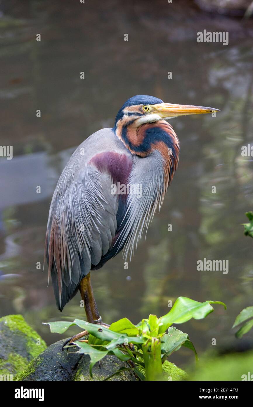 A Purple Heron Ardea Purpurea Stands Alone On The Rock A Wide