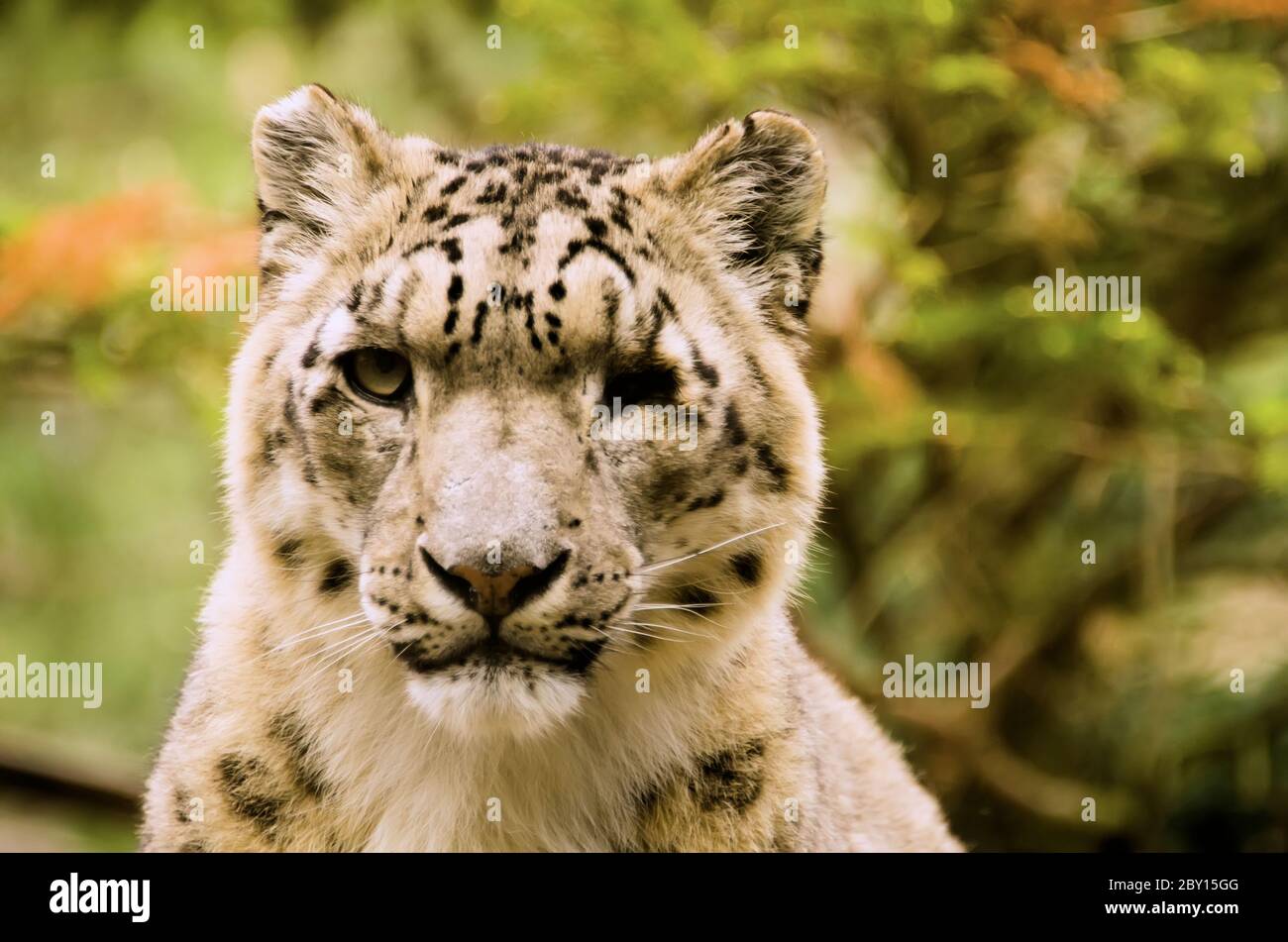 The snow leopard Stock Photo