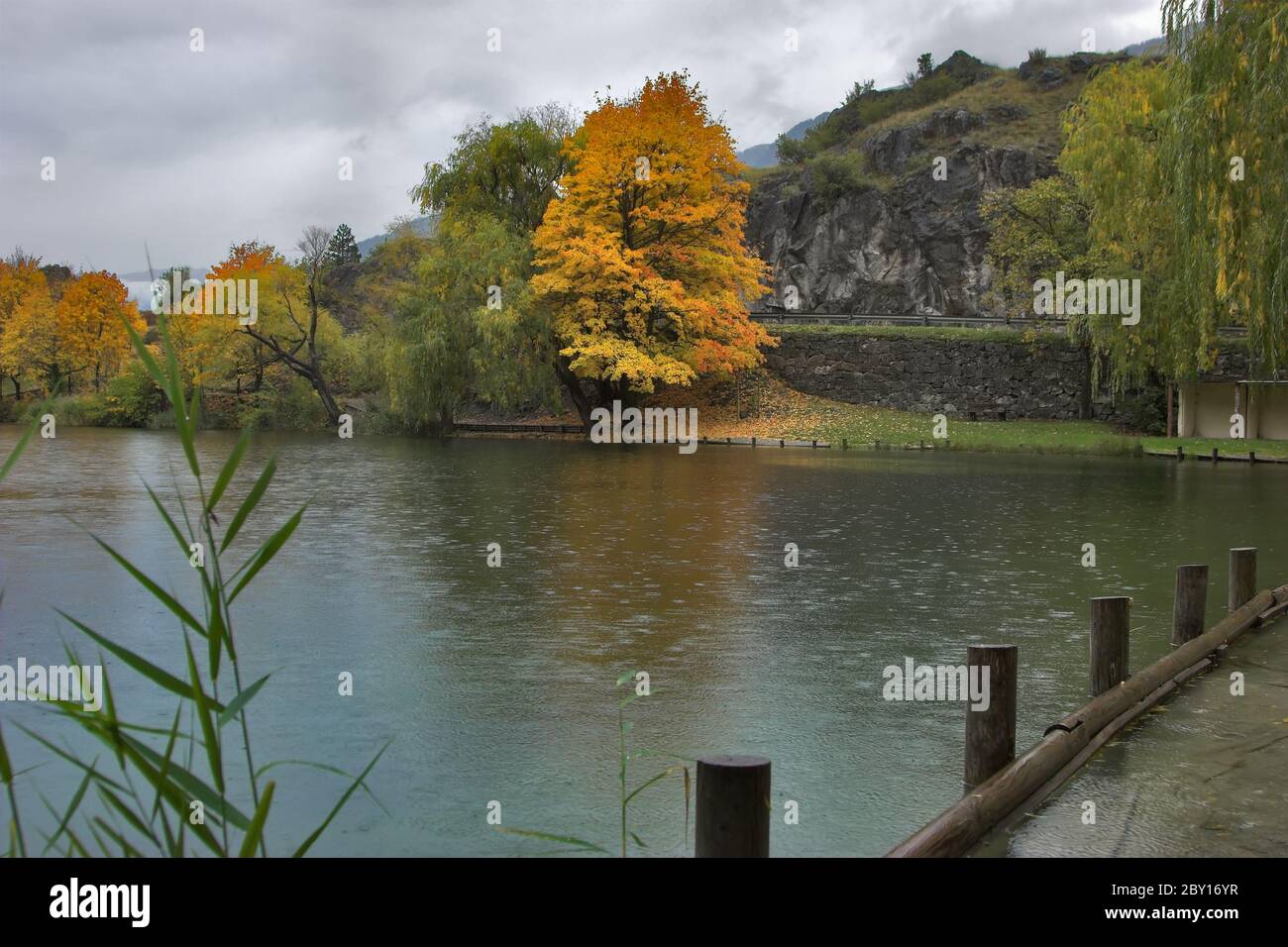 Wind and rain and trees hi-res stock photography and images - Alamy