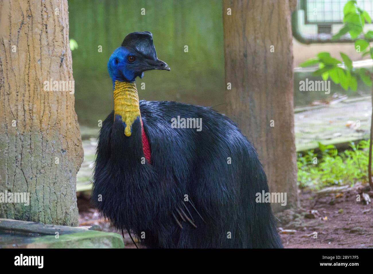 The northern cassowary (Casuarius unappendiculatus) is a large, stocky flightless bird of northern New Guinea. It is a member of the superorder Paleog Stock Photo