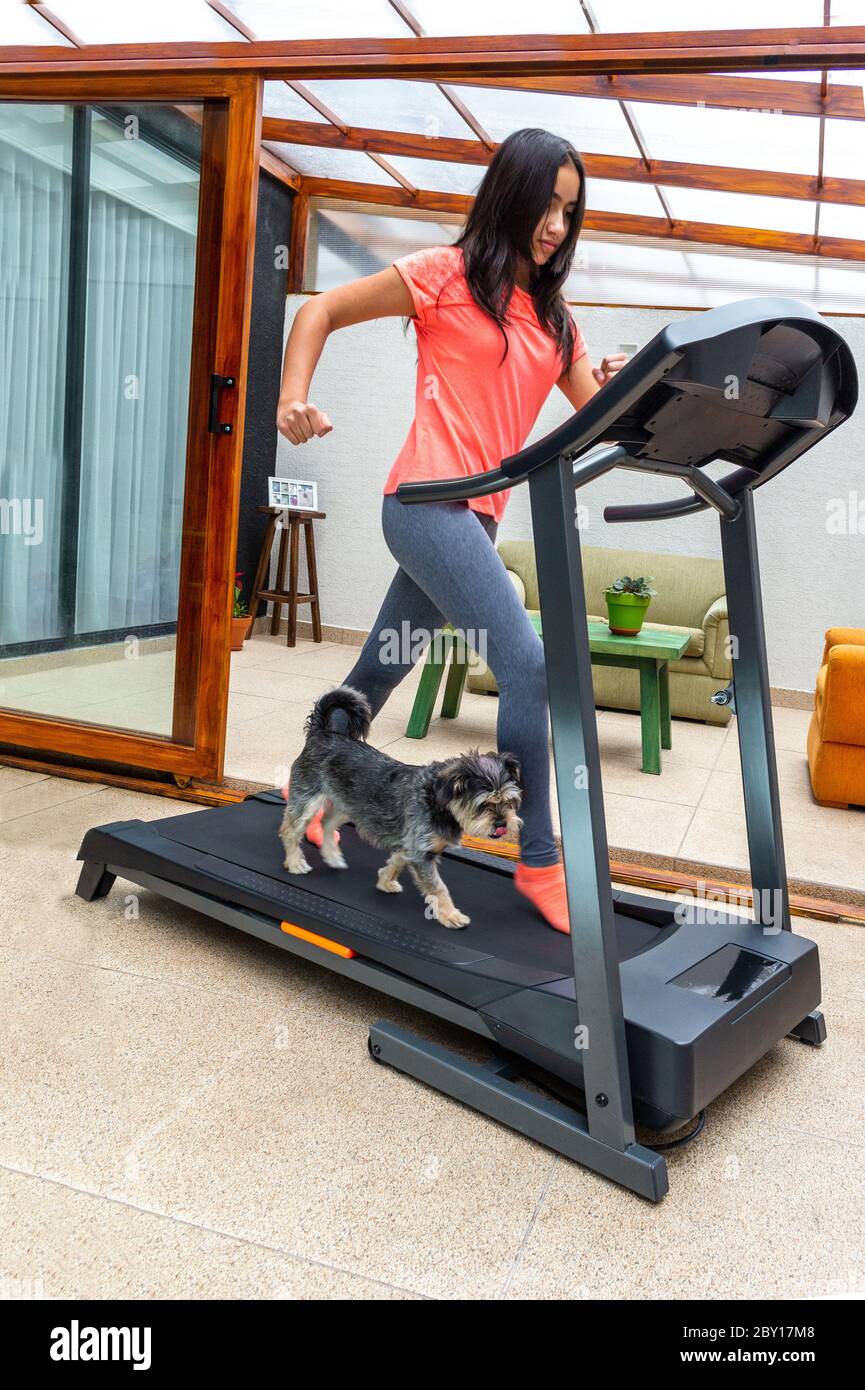 Dog walking treadmill sale