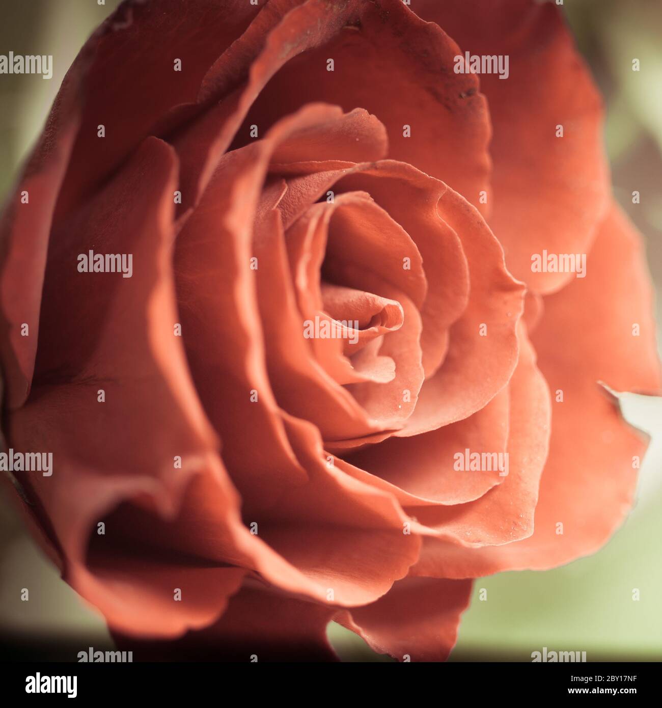 beautiful macro of a red rose bloom Stock Photo - Alamy