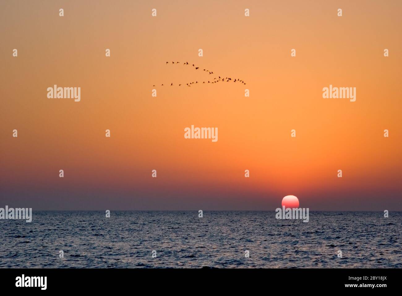 Cranes fly. Stock Photo
