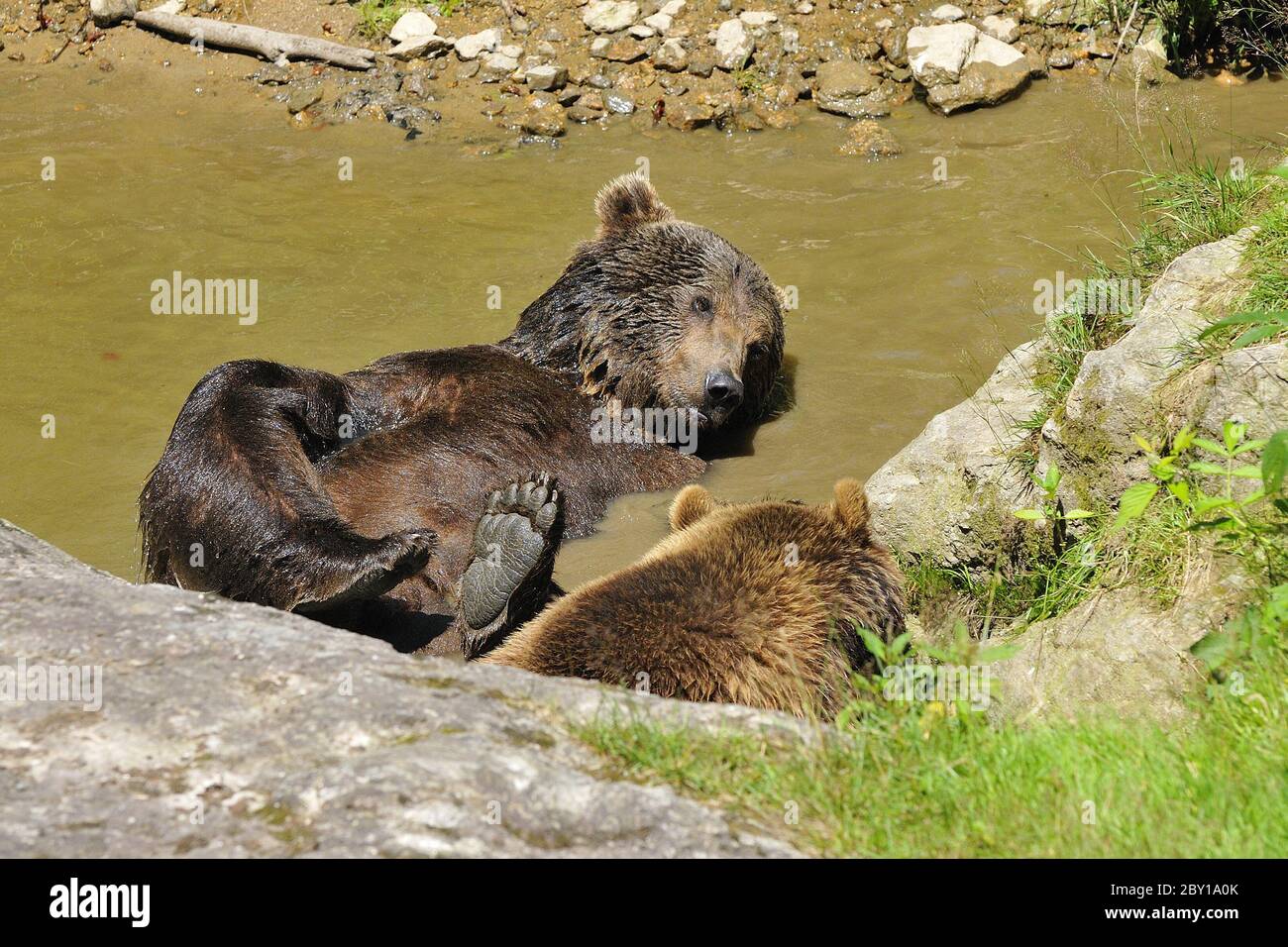 Brown bear (URSUS ARCTOS) Stock Photo