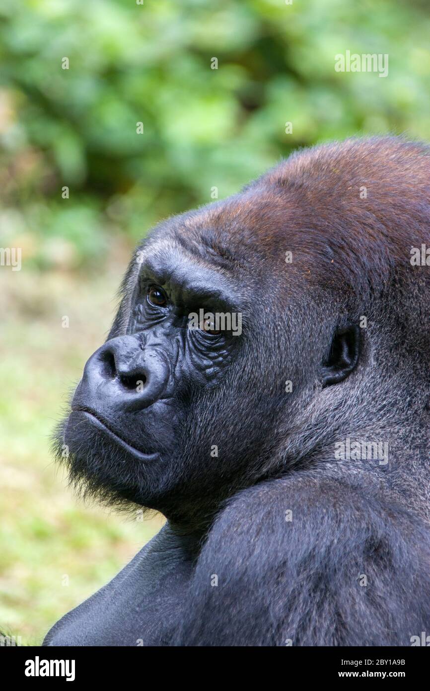 King kong gorilla king kong hi-res stock photography and images