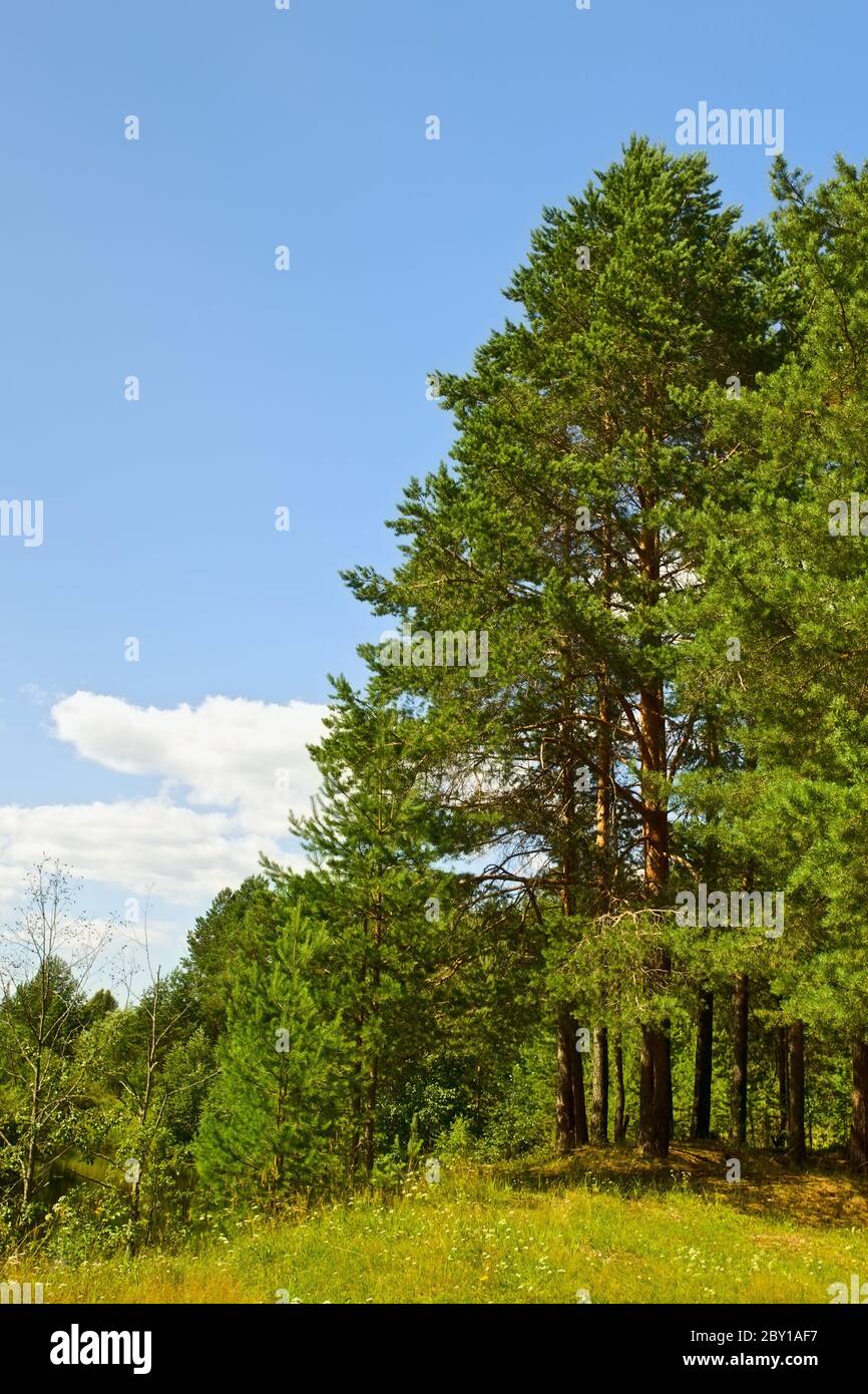 Shiny sunset in pine forest hi-res stock photography and images - Alamy