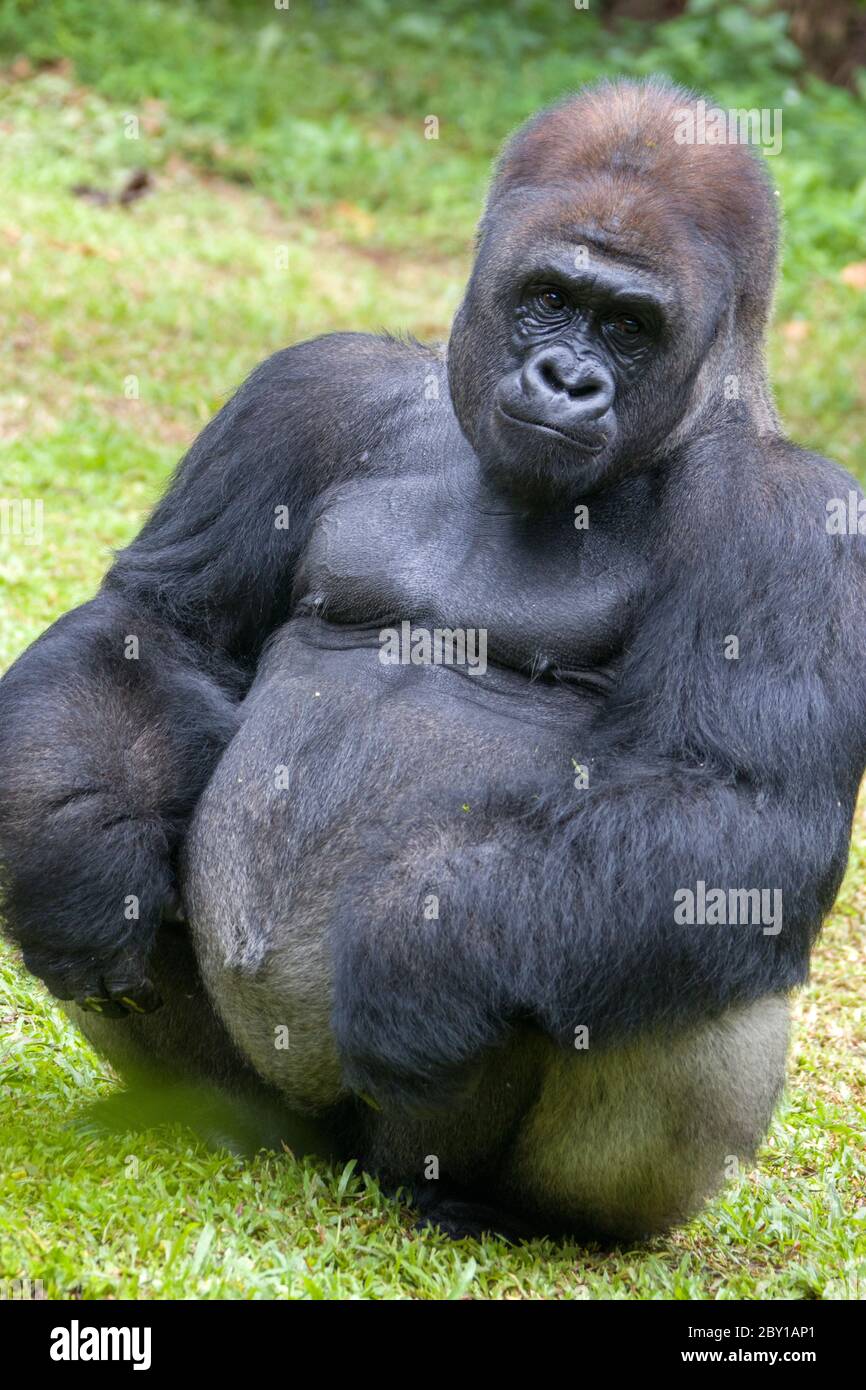 King kong gorilla king kong hi-res stock photography and images