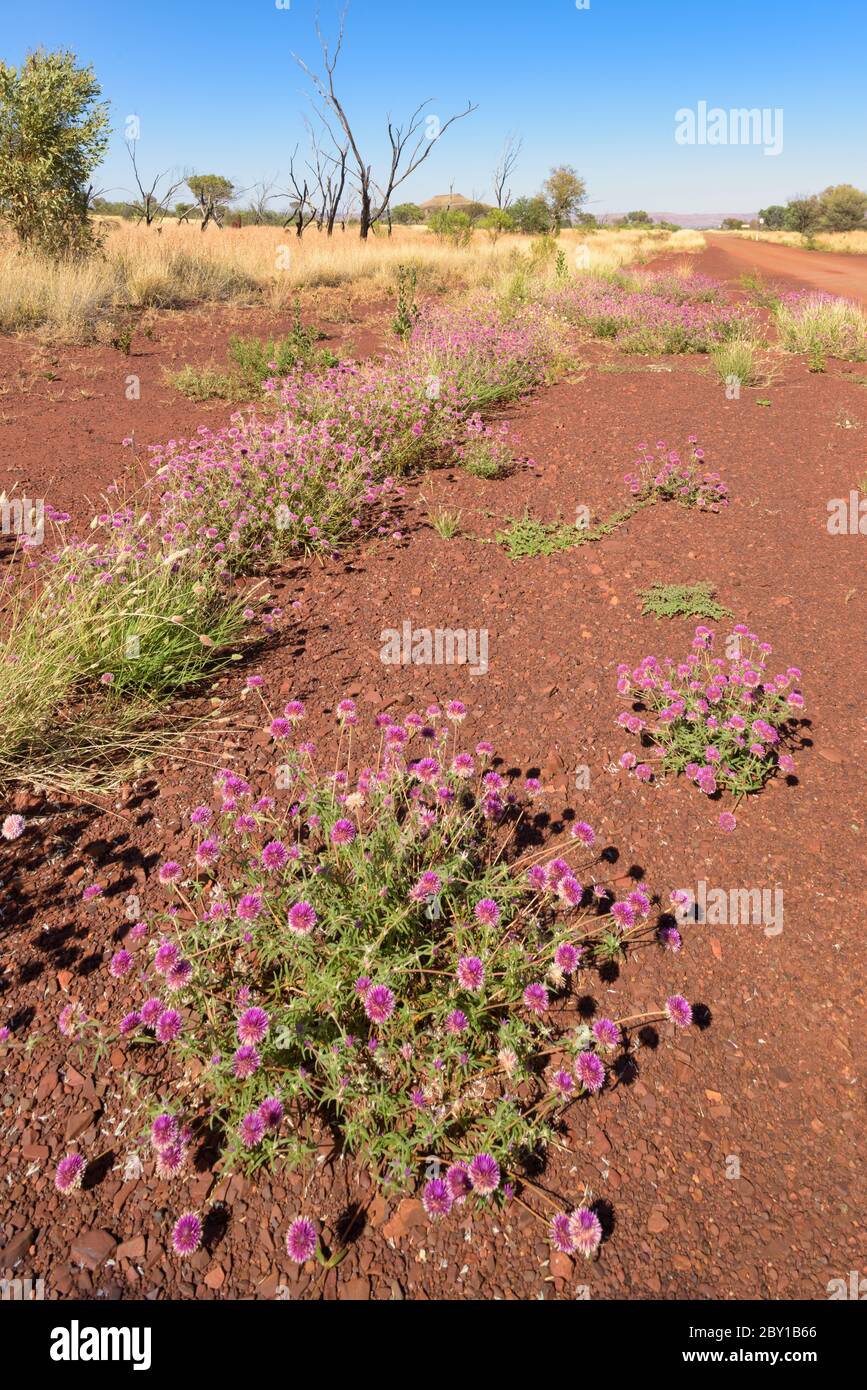 Low perspective view of bachelors button flowers on the iconic red stones and open blue sky of the Pilbara in Western Australia. Stock Photo