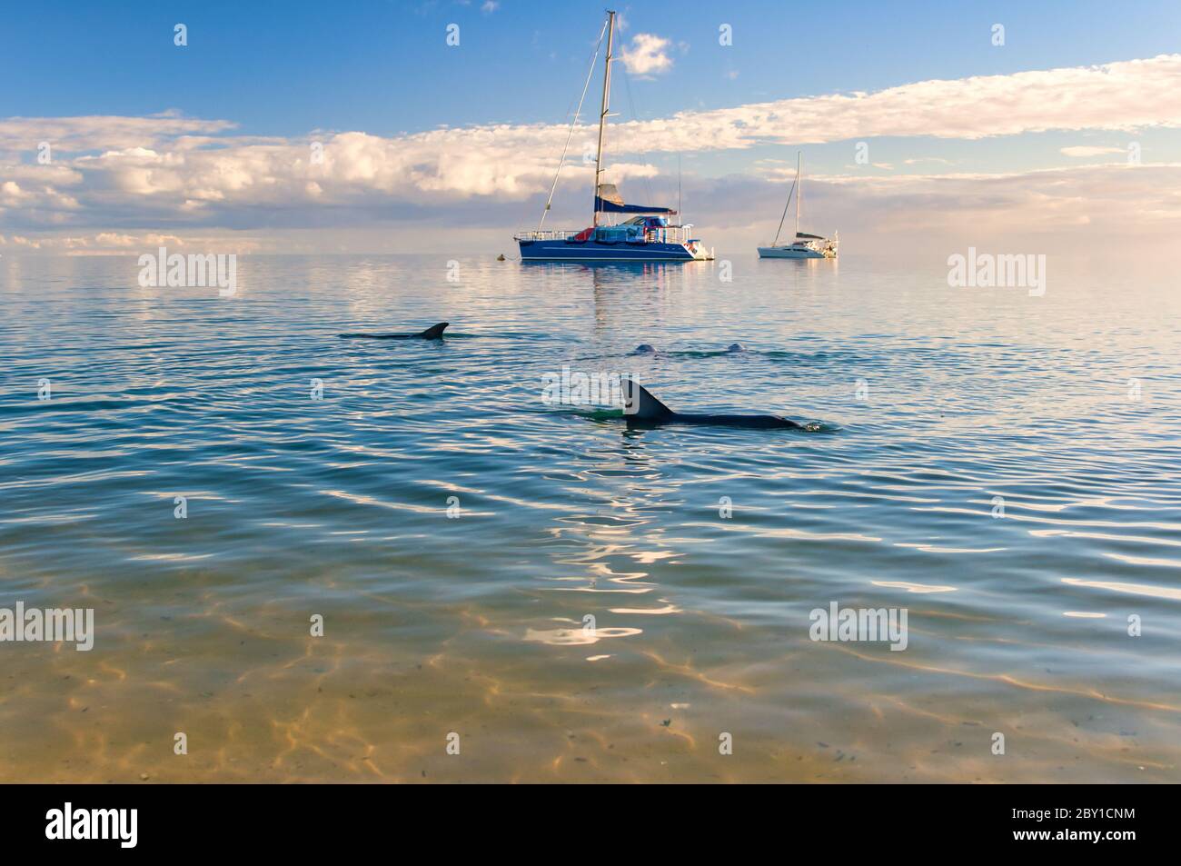 Moored yachts off a calm Indian Ocean at Monkey Mia with dolphins waiting for feeding time in the Western Australian marine dolphin conservancy. Stock Photo
