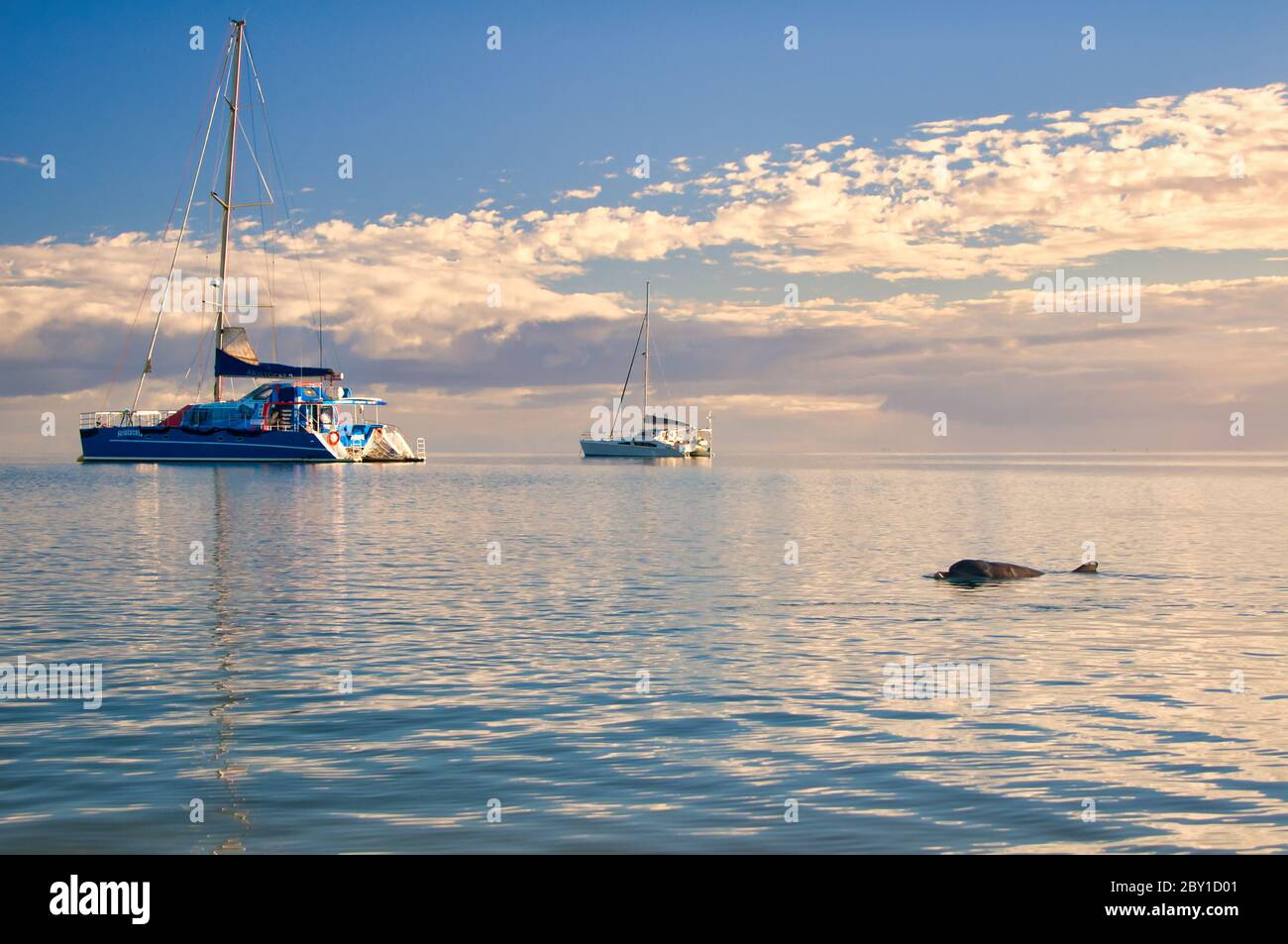 Moored yachts off a calm Indian Ocean at Monkey Mia with dolphins waiting for feeding time in the Western Australian marine dolphin conservancy. Stock Photo