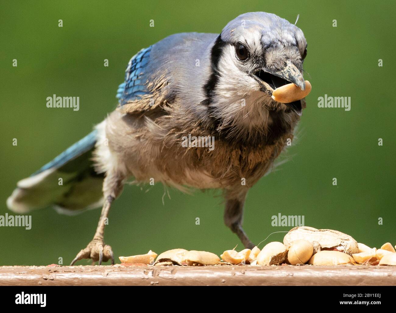 Peanut eating Bluejay Stock Photo Alamy
