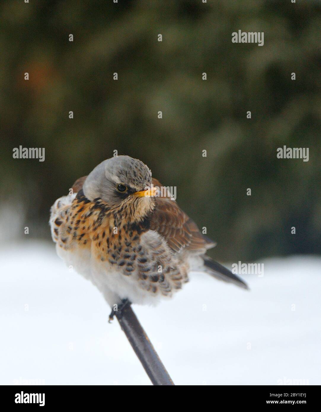 Juniper Thrush Stock Photo