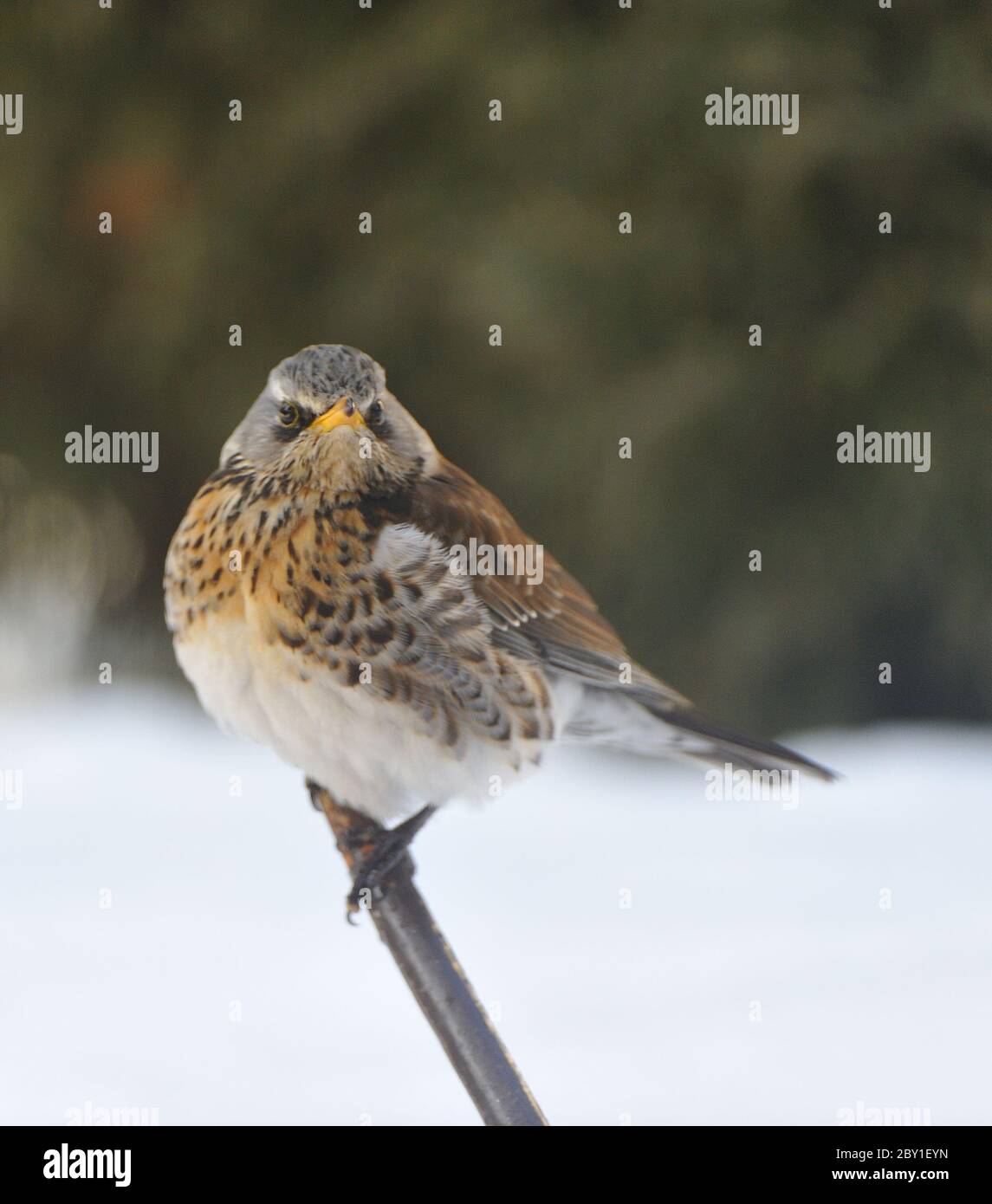 -Hacholder's Thrush Stock Photo