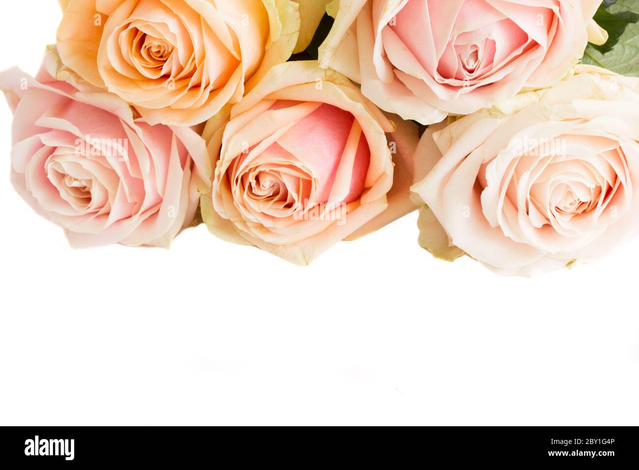 Border luxury pink roses hi-res stock photography and images - Alamy
