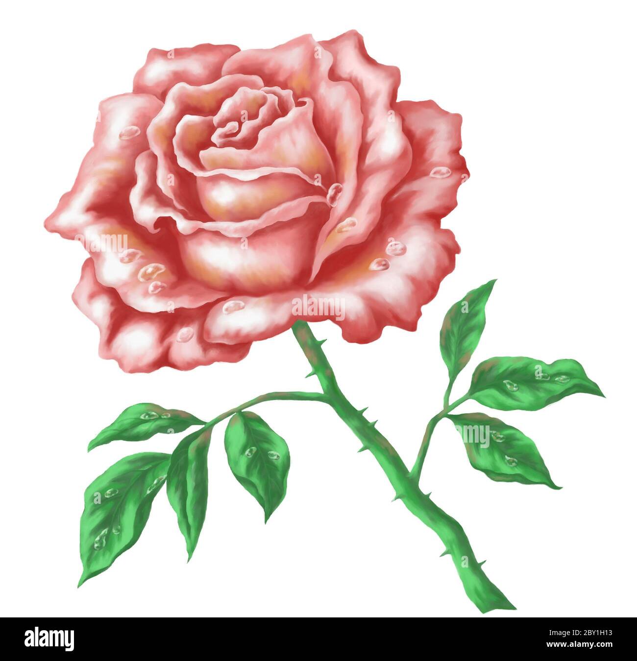 Flower rose, hand-draw painting Stock Photo - Alamy