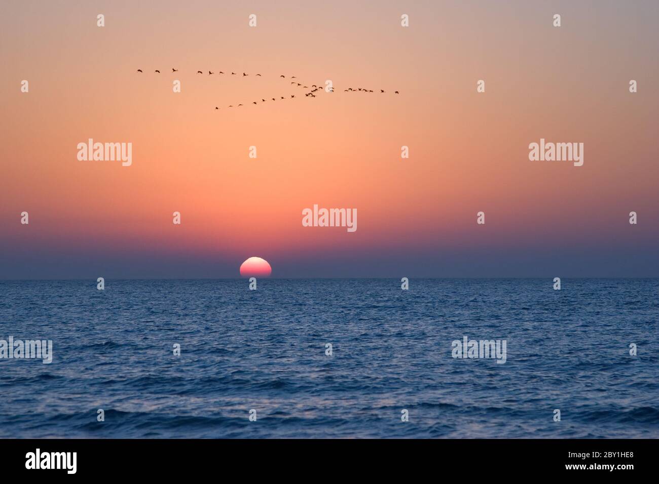 Cranes above the sea. Stock Photo