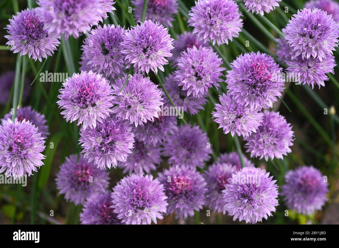 Flowering chives (Allium schoenoprasum) decorative and culinary herb