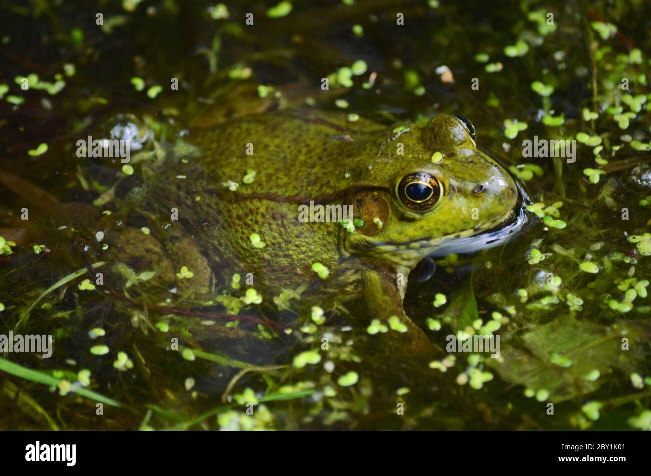 Green Frog (Lithobates clamitans) sitting in the pond Stock Photo
