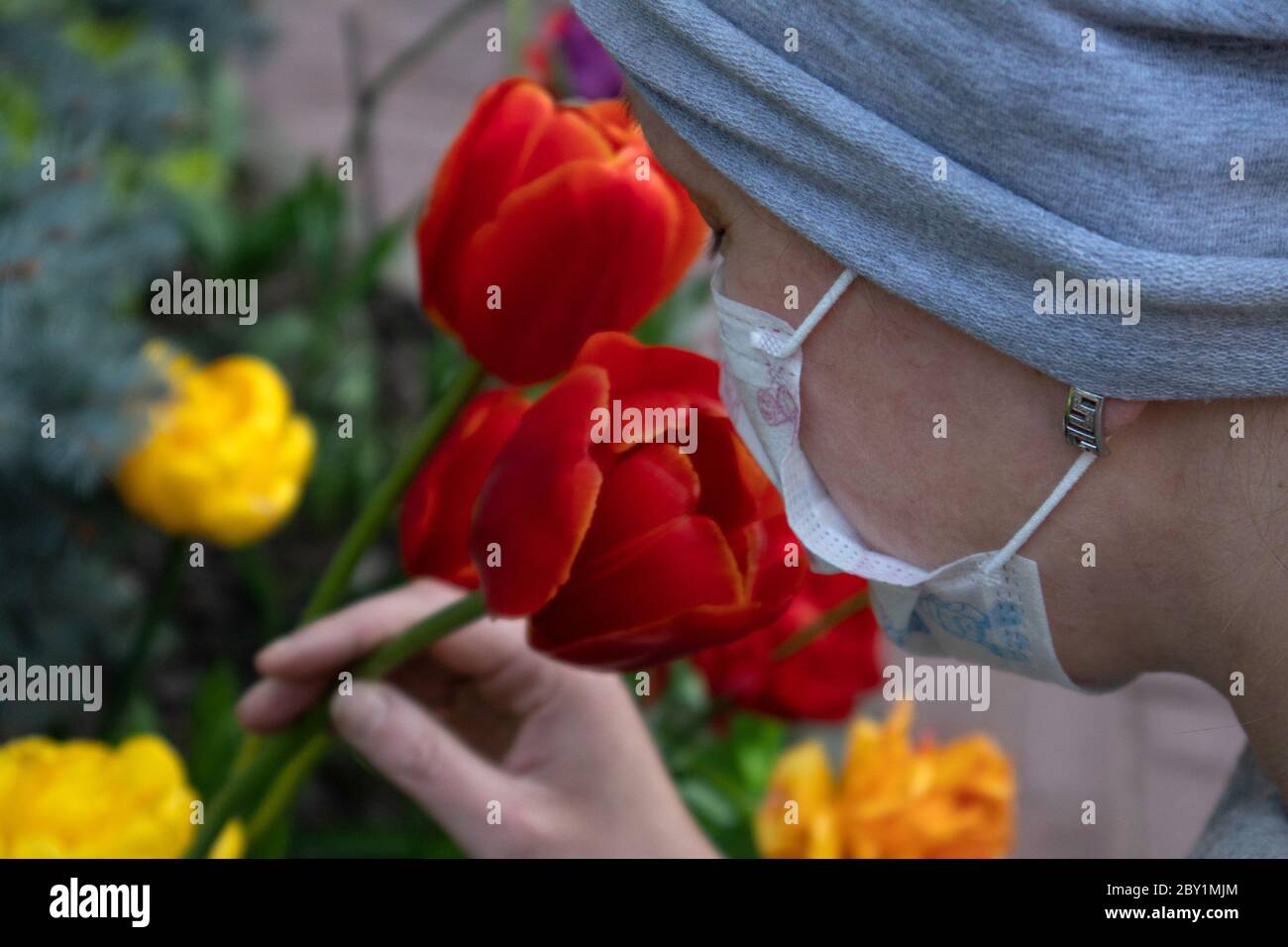 Woman in medical face mask dressed in grey smelling bright tulips growing on a flowerbed Stock Photo