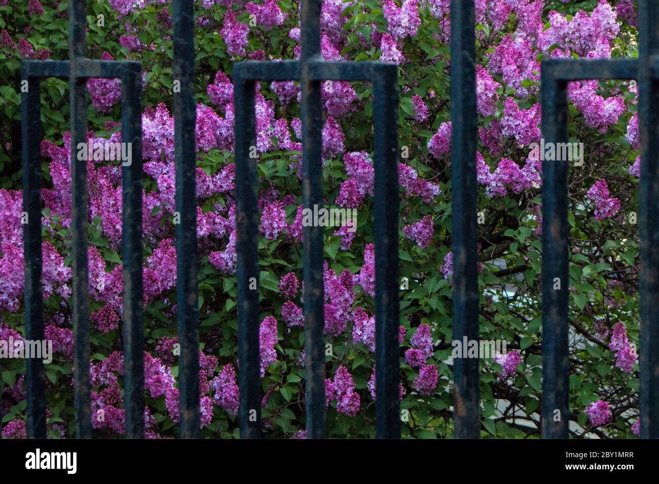 Bright blooming lush bush of violet lilac growing behind old iron fence Stock Photo