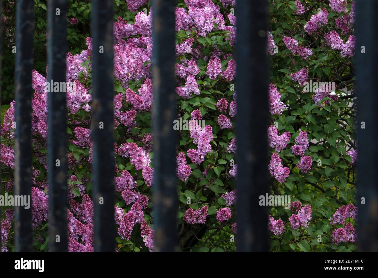 Bright blooming lush bush of violet lilac growing behind old iron fence Stock Photo