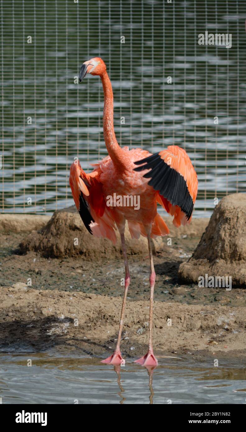 Pink flamingo in an open-air cage Stock Photo
