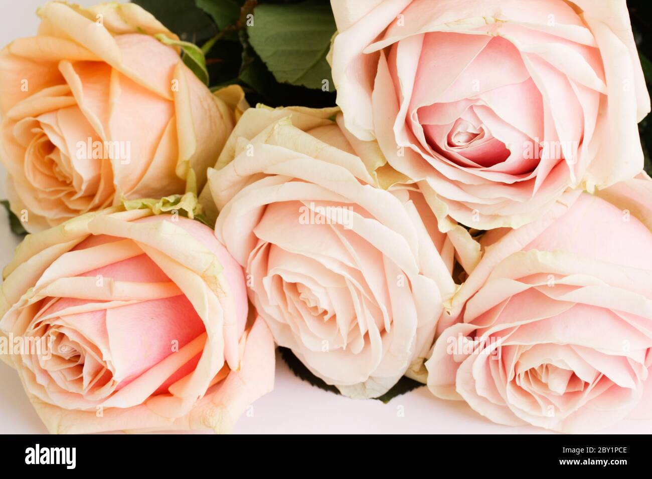 Fleur Rose Pale High Resolution Stock Photography And Images Alamy