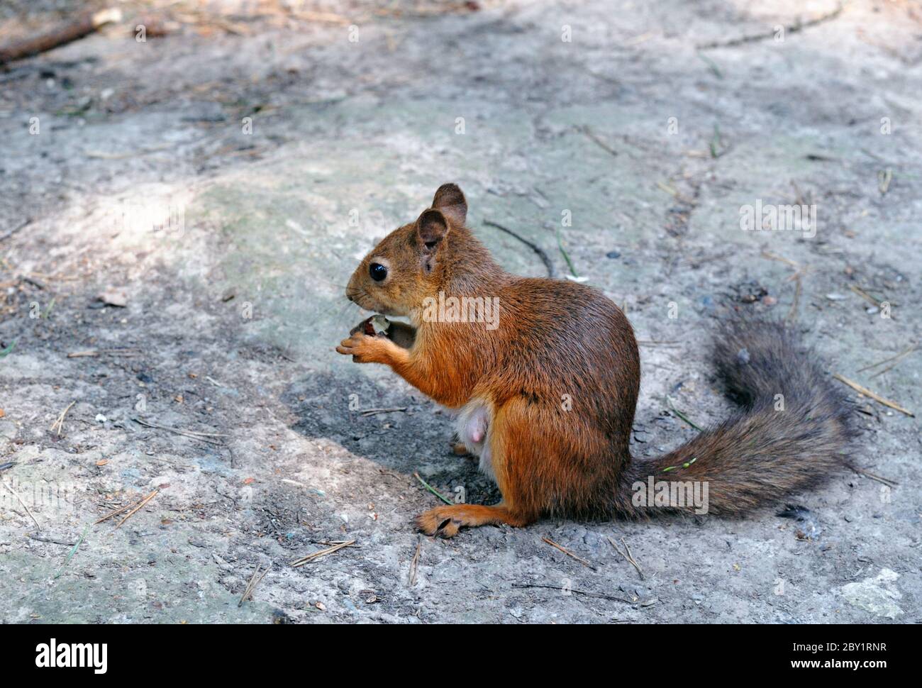 Eating squirrel Stock Photo