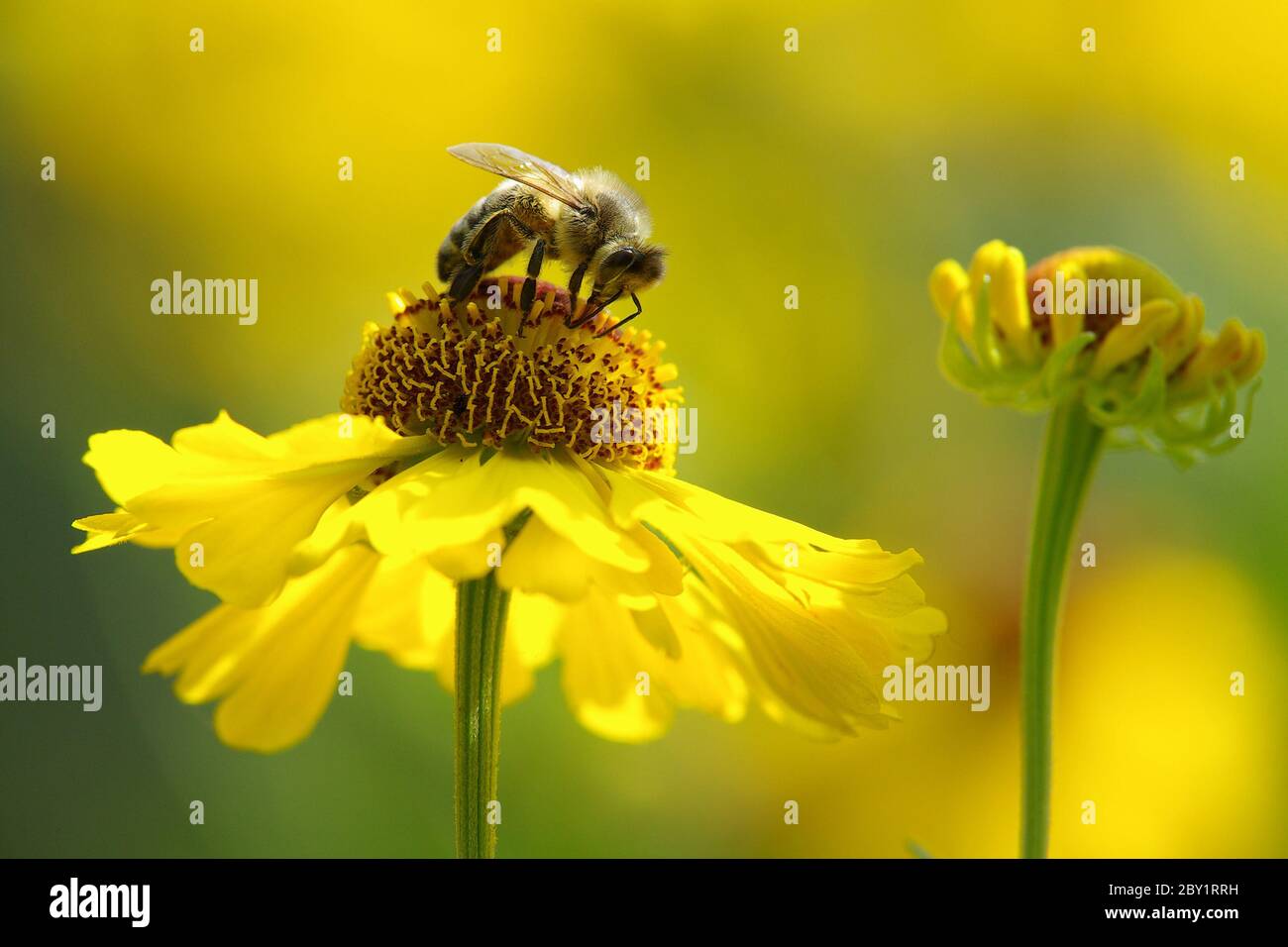 Honey Bee on Aster Flower Stock Photo Alamy