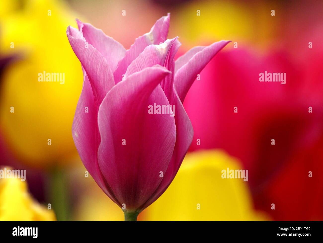 Flower dream in pink Stock Photo Alamy