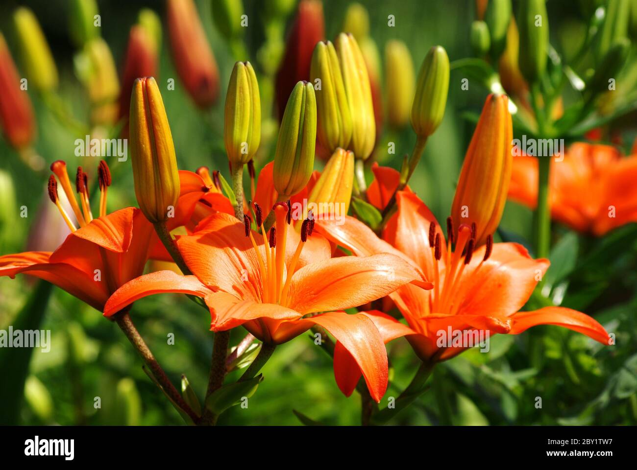 Lily field hires stock photography and images Alamy