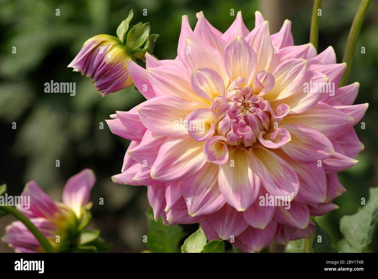 Water lily dahlia (Lindsay Stock Photo Alamy
